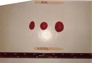 Click for 2 image(s) for this accession. FRUIT